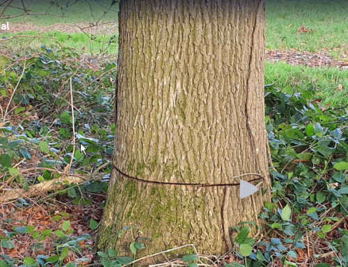 Boomverzorger redt beschadigde bomen in Maarkedal na vandalisme